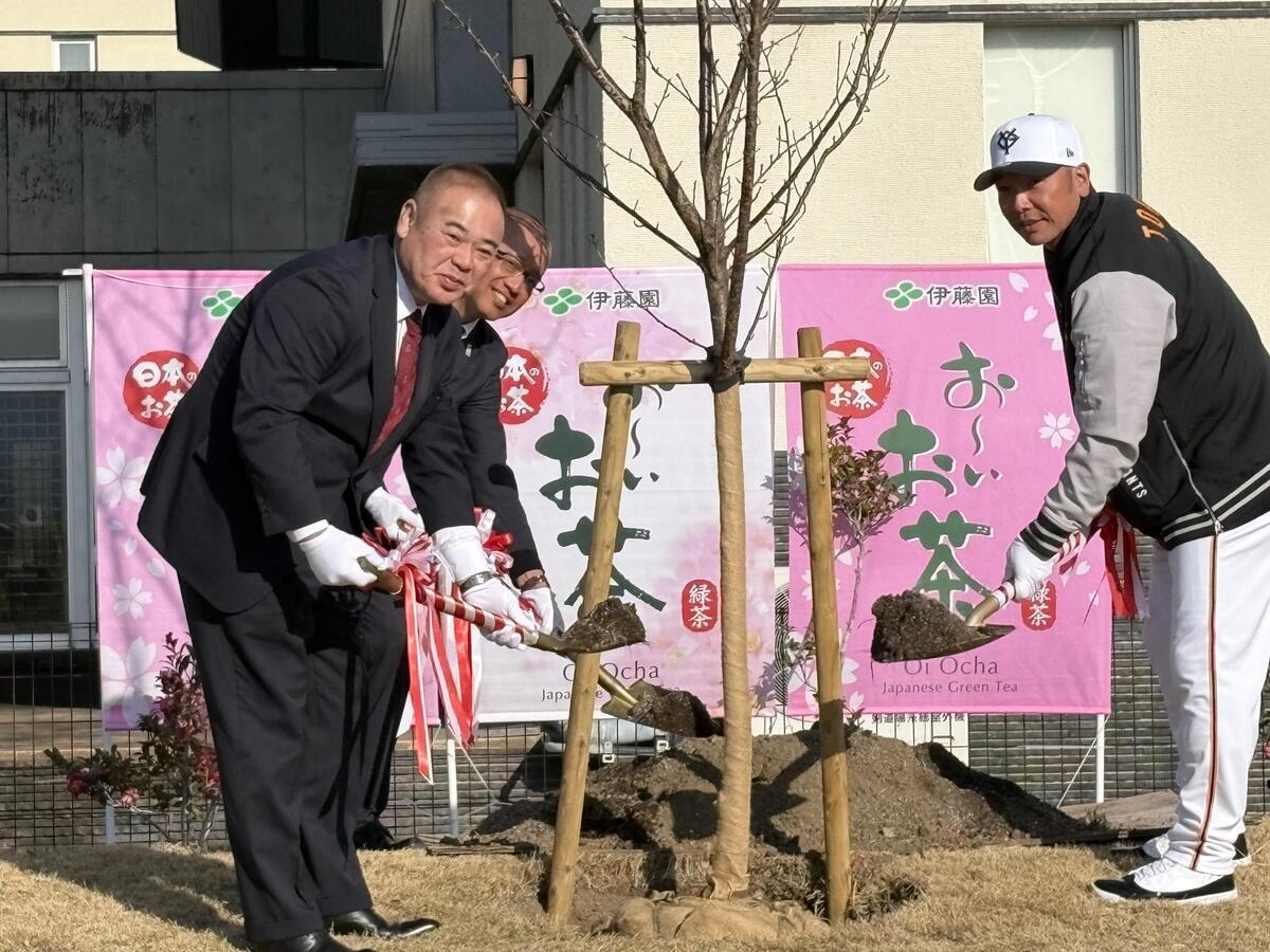 【非売品★未使用★限定当選】ベツコミ  青楼オペラ  湯飲み 桜小路かのこ 当選 お〜いお茶「わたしの街の未来の桜」プロジェクトサイト